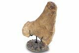 Plesiosaur Ischium Bone on Ammonite Stand - Asfla, Morocco #277035-2